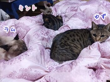 猫ヒゲ納め123005
