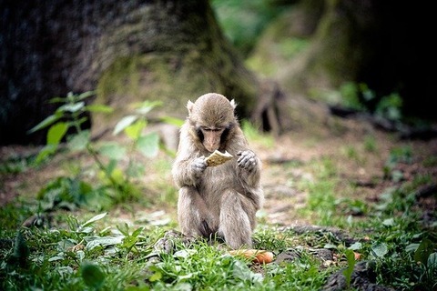 japanese-macaque-g0363601b5_640