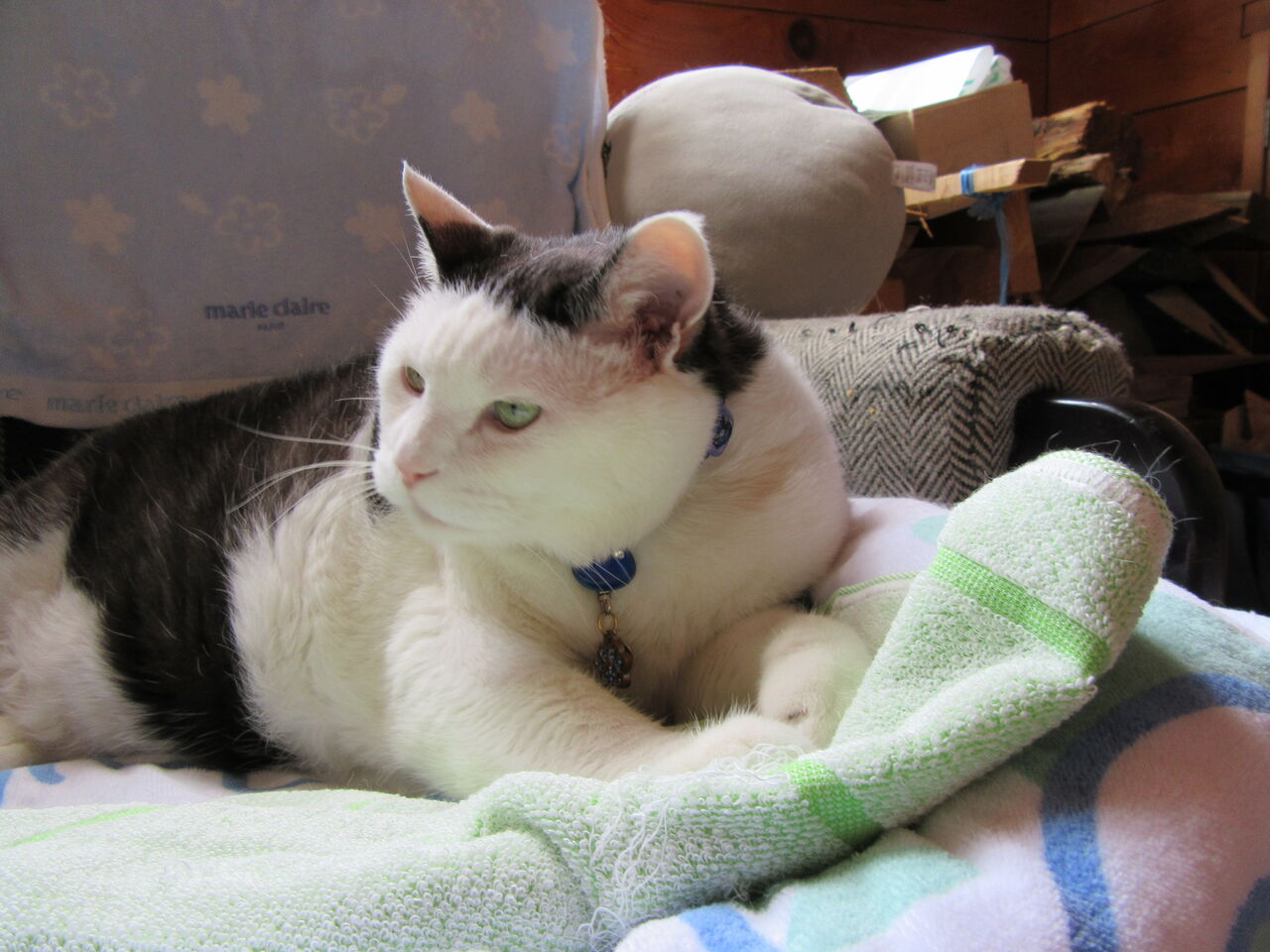 暑いよ 代表取締まられ役にゃん太郎