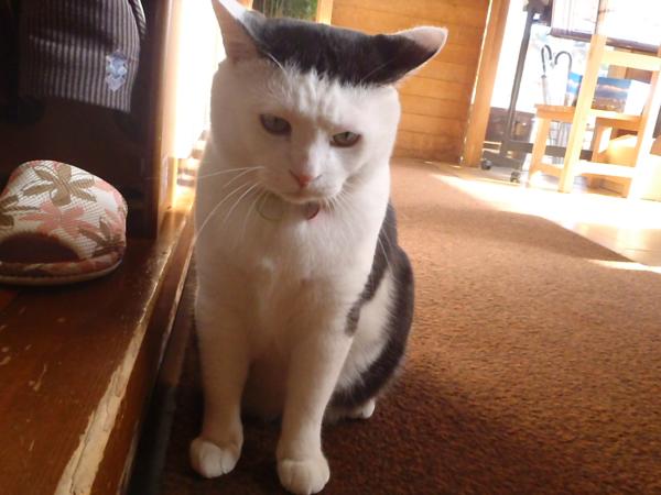 眉間のしわ 代表取締まられ役にゃん太郎 眉間のしわ 代表取締まられ役にゃん太郎