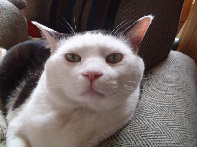 すんすん 代表取締まられ役にゃん太郎