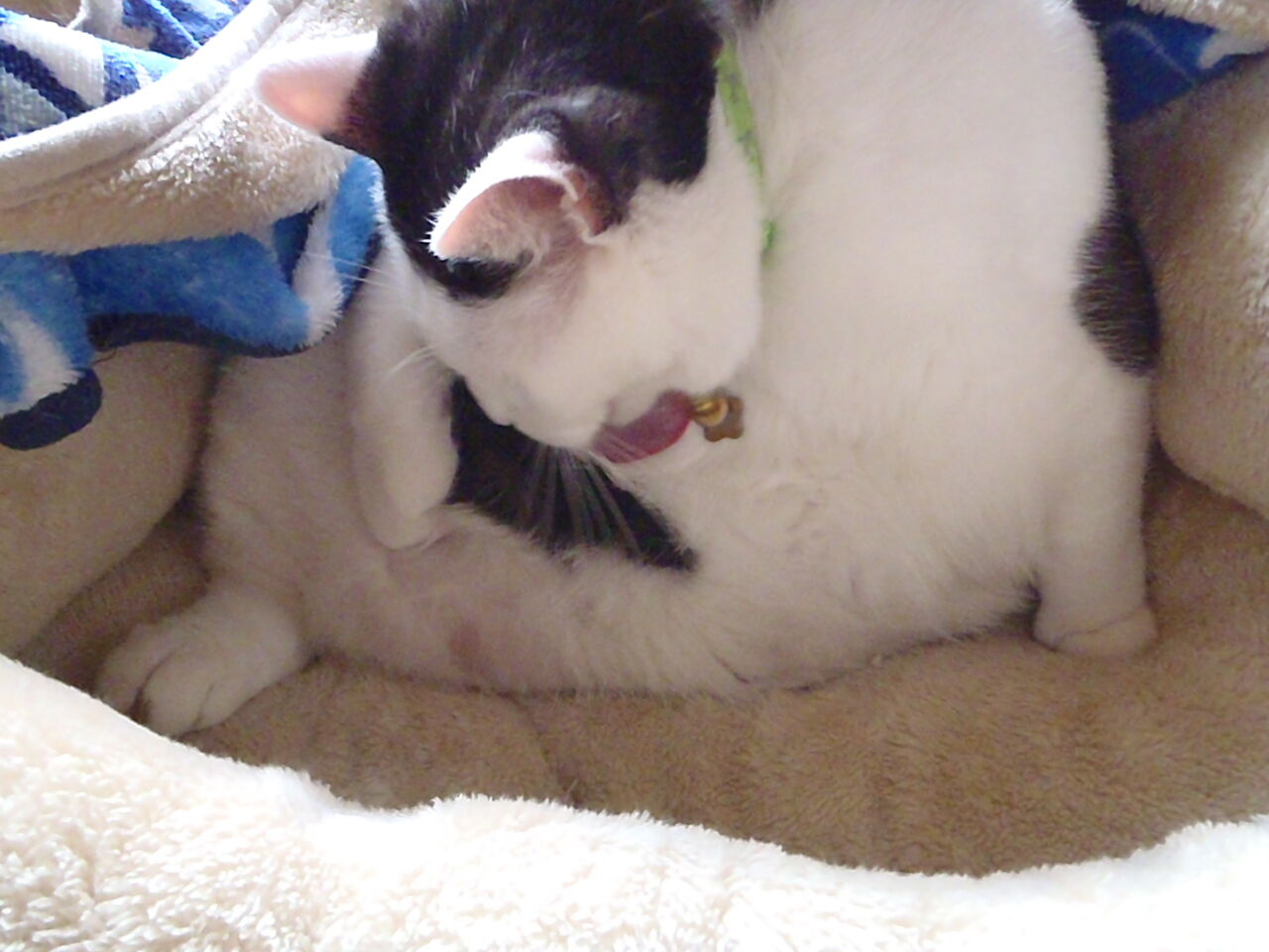毛づくろい 代表取締まられ役にゃん太郎