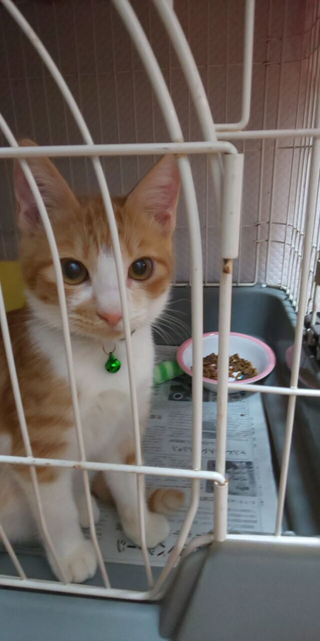 保護した子猫がエイズだった件 : 八代ニャンズ助け隊のブログ