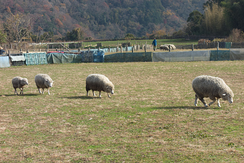 20121306