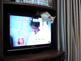 さだこ にゃぽぉ ん