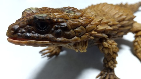 いきもの大図鑑 アドバンス アルマジロトカゲ 感想 Nyasiiの光と闇の観光ブログ