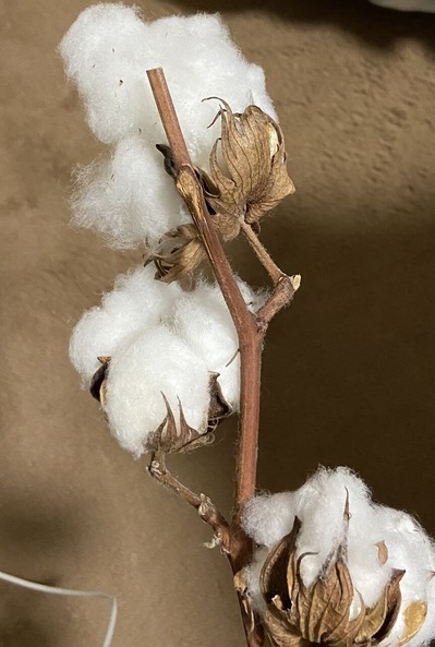 340CACD4-61F9-4A3E-8FE3-0A9F59093E8E