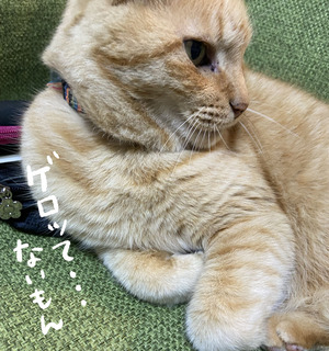 ゲロってないもん