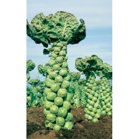 芽キャベツ