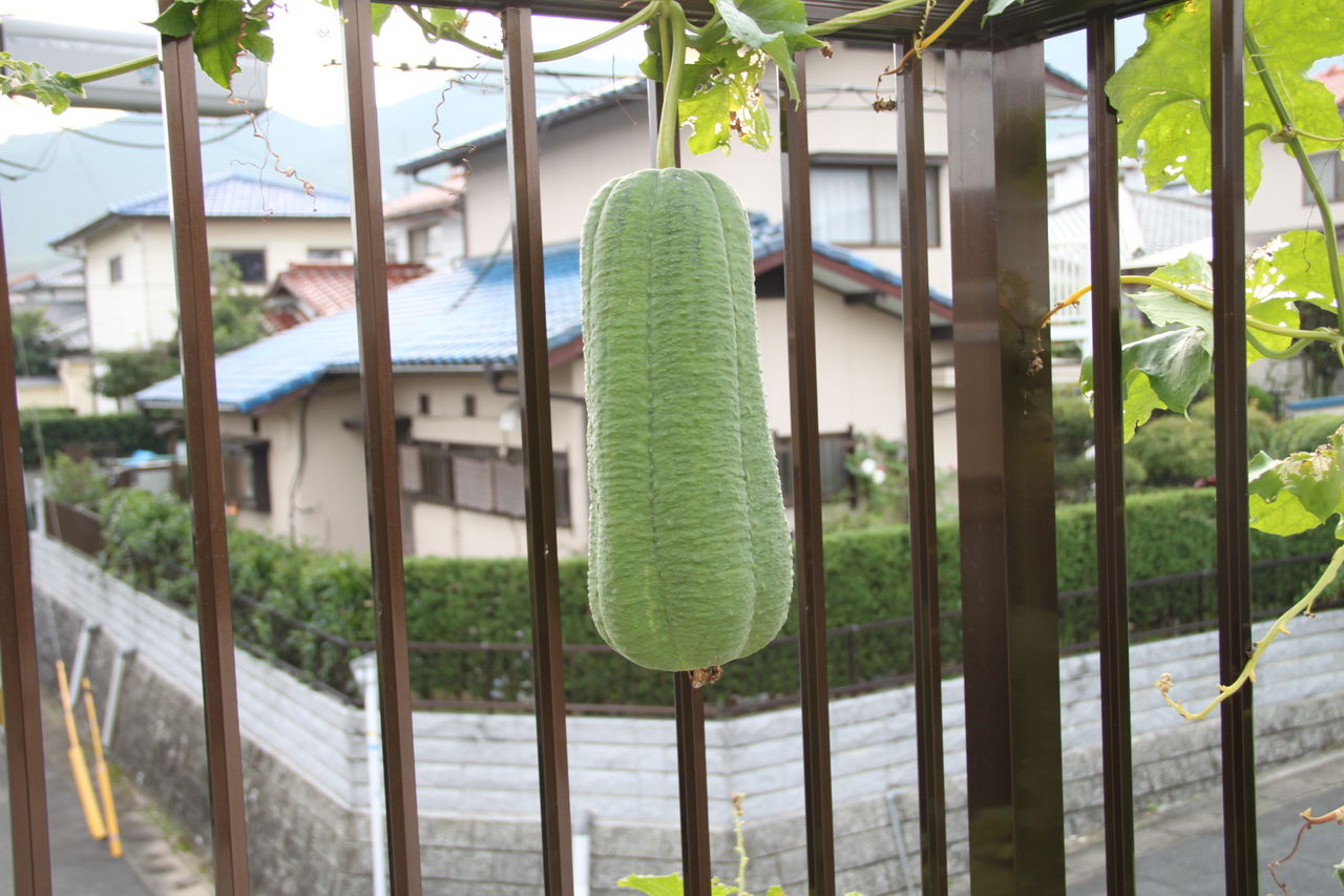 へちまのその後 Y家の歳時記