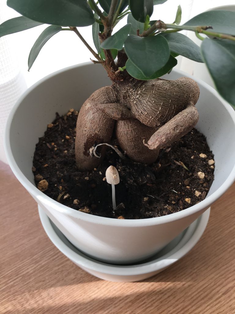 ガジュマルの様子 その後 中古物件だけど新築気分