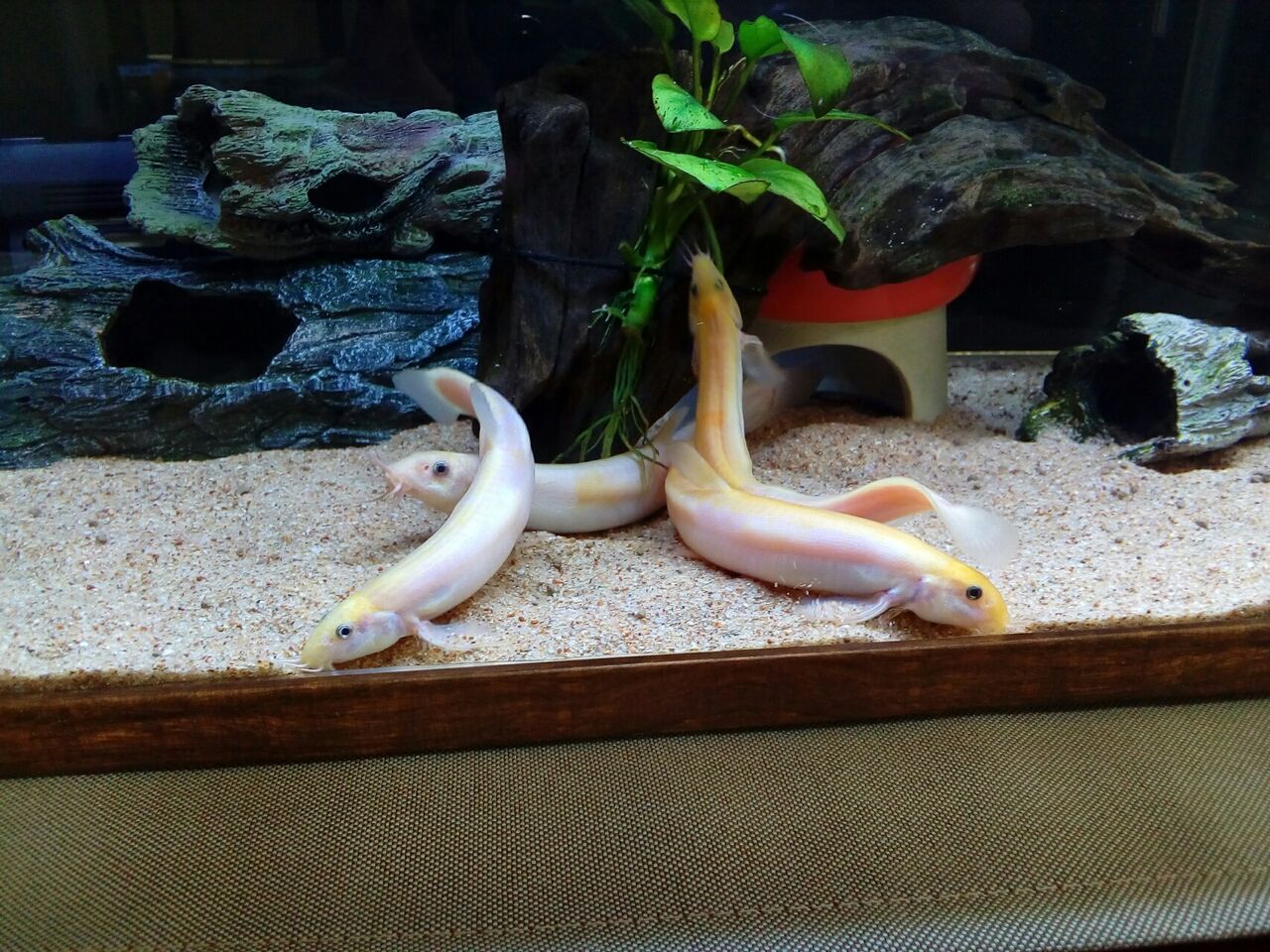 流木のお掃除中 どじょっこ帳