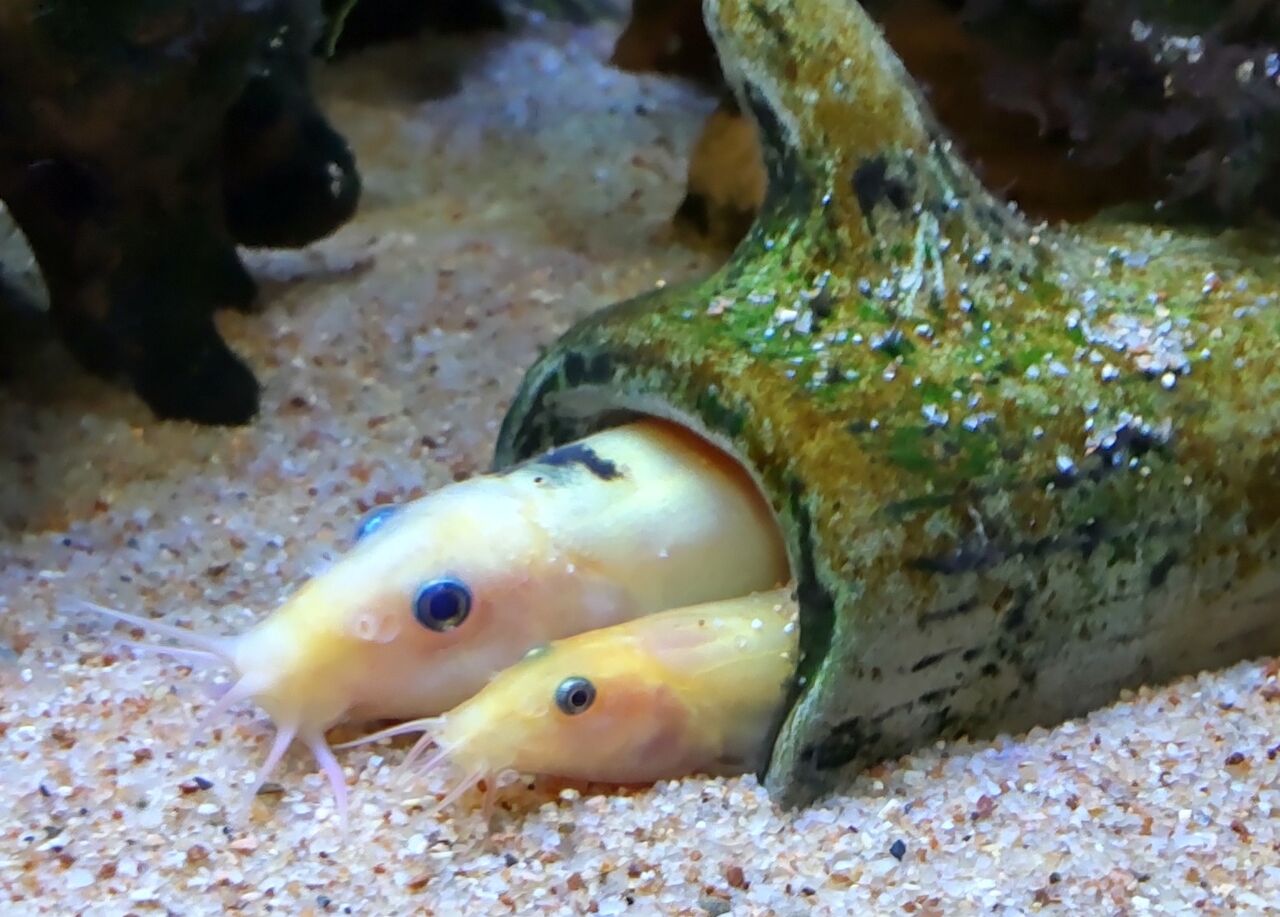 どじょうは石を食べる どじょっこ帳