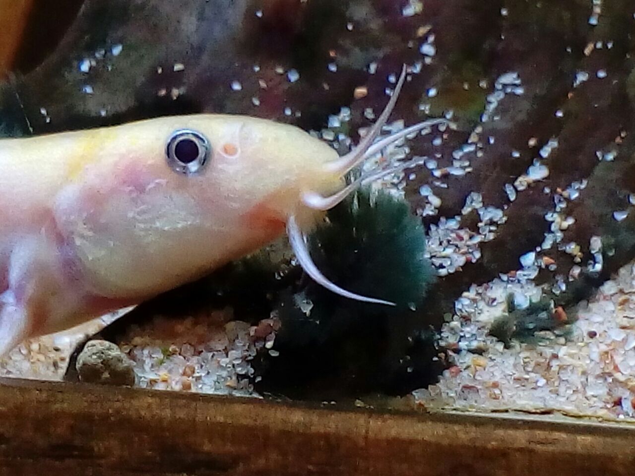 ふさふさ黒髭コケ大繁殖 どじょっこ帳