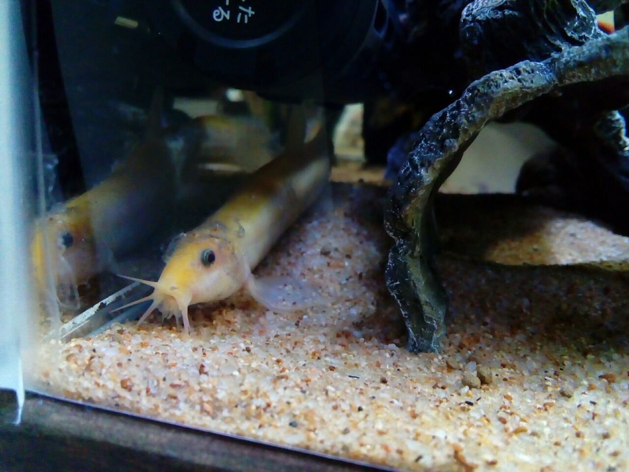 チョロとチョビ助 どじょっこ帳