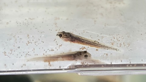 ドジョウの稚魚が可愛すぎる どじょっこ帳
