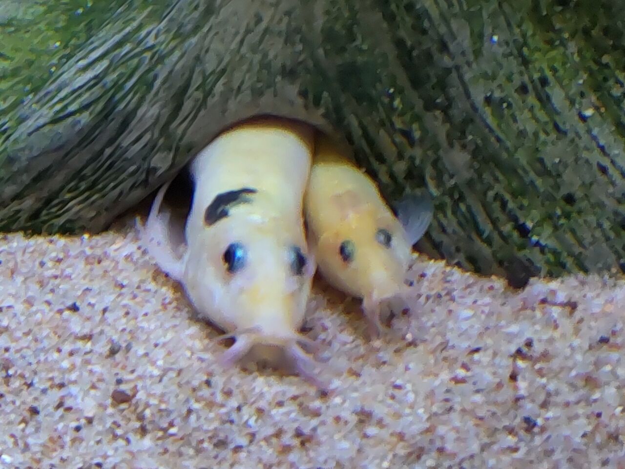 どじょうは石を食べる どじょっこ帳