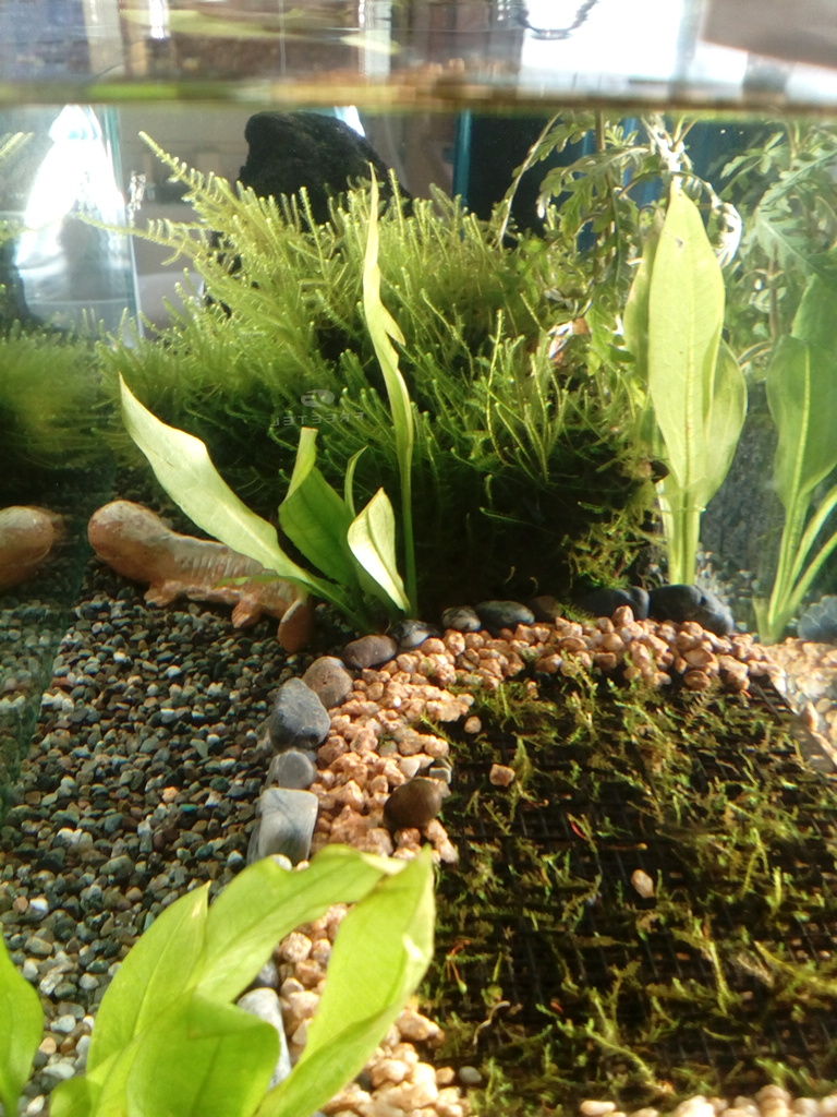 エビのお引越し どじょっこ帳