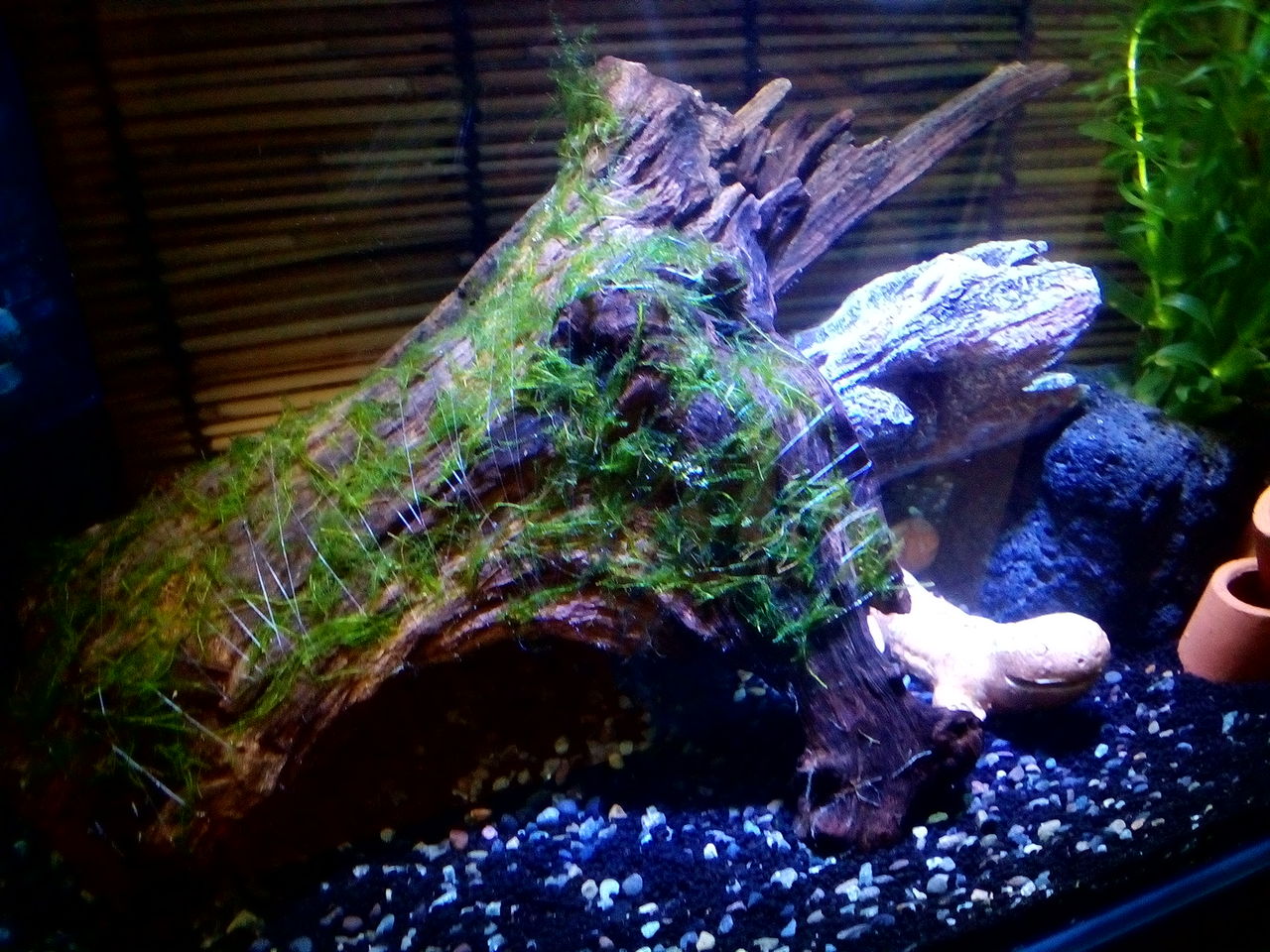 ミナミヌマエビ どじょっこ帳