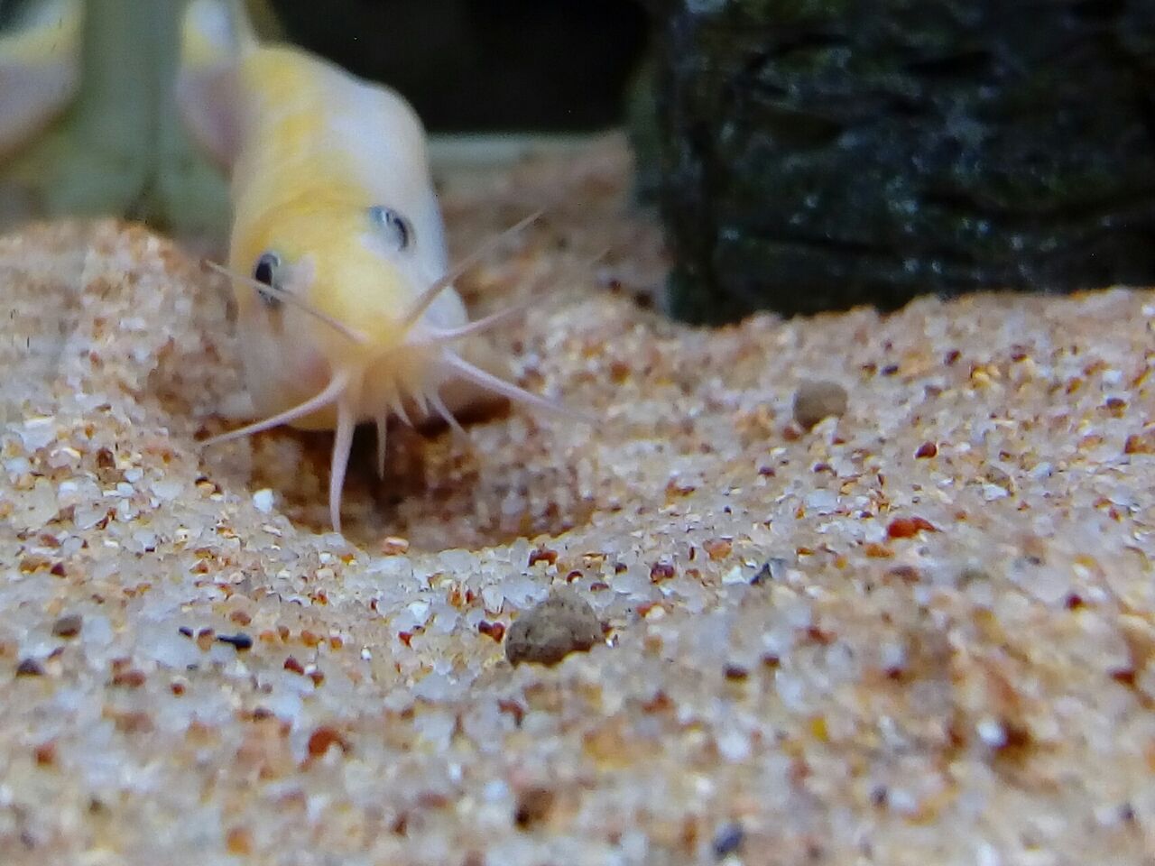 突然の白濁り どじょっこ帳