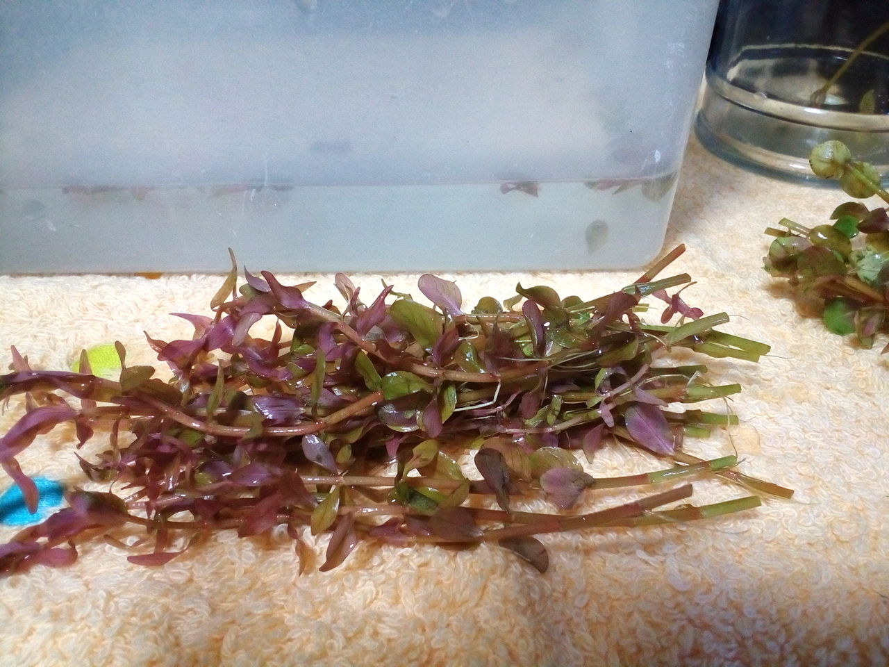 ロタラふたたび どじょっこ帳