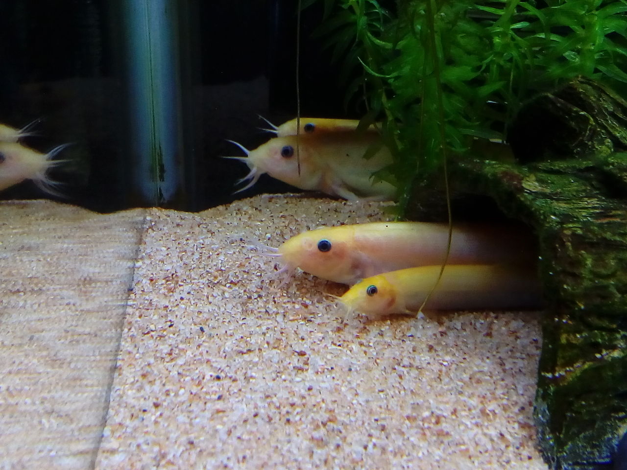 ドジョウは３日で学ぶ どじょっこ帳