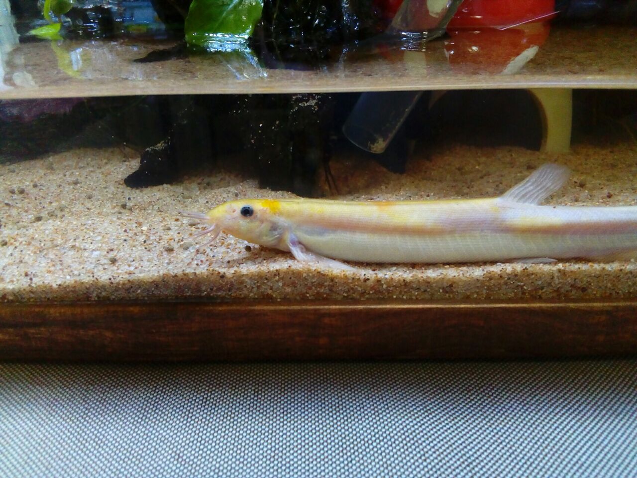 突然の白濁り どじょっこ帳