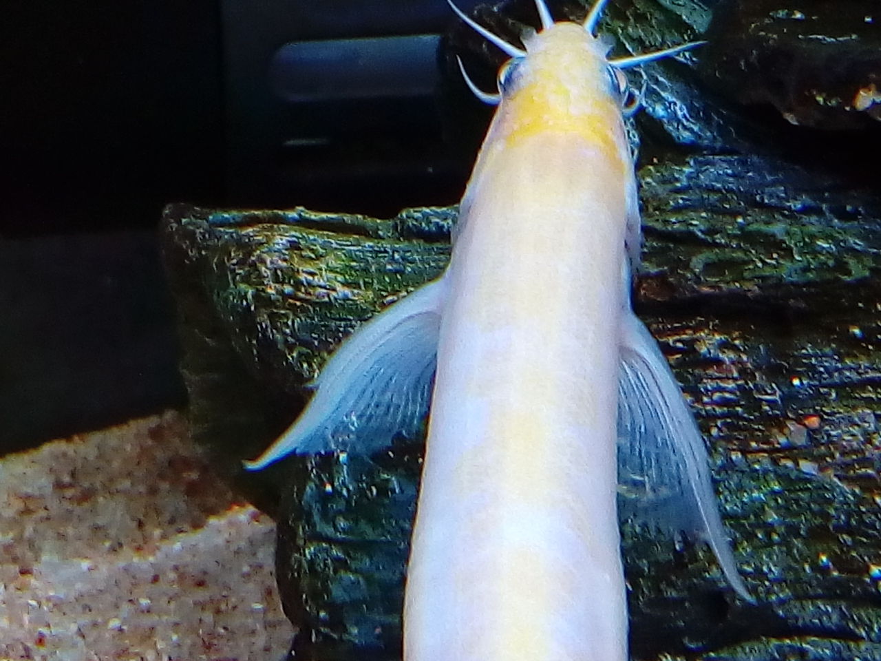 泳ぐドジョウの胸鰭 どじょっこ帳