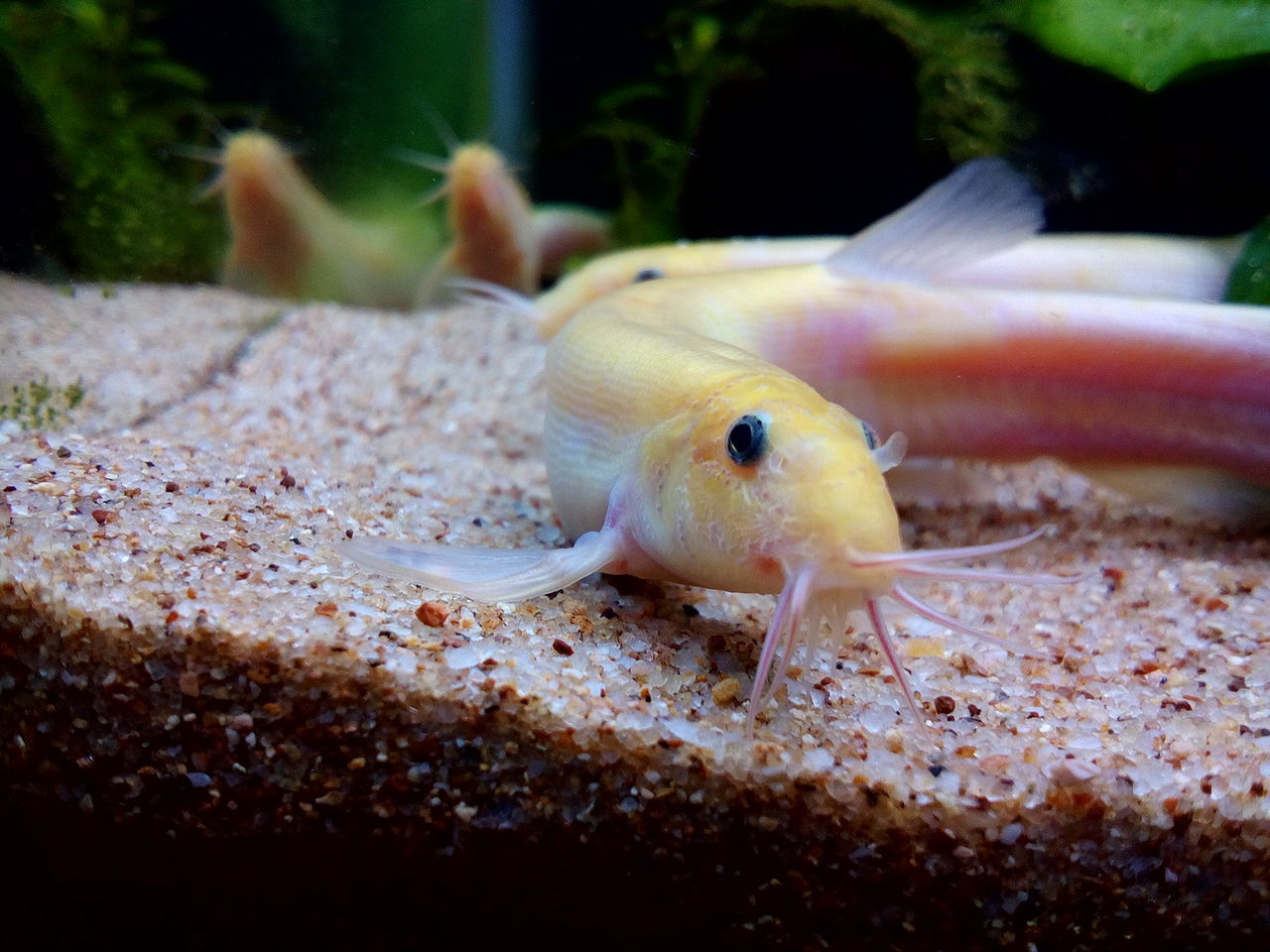 準絶滅危惧種になりました どじょっこ帳