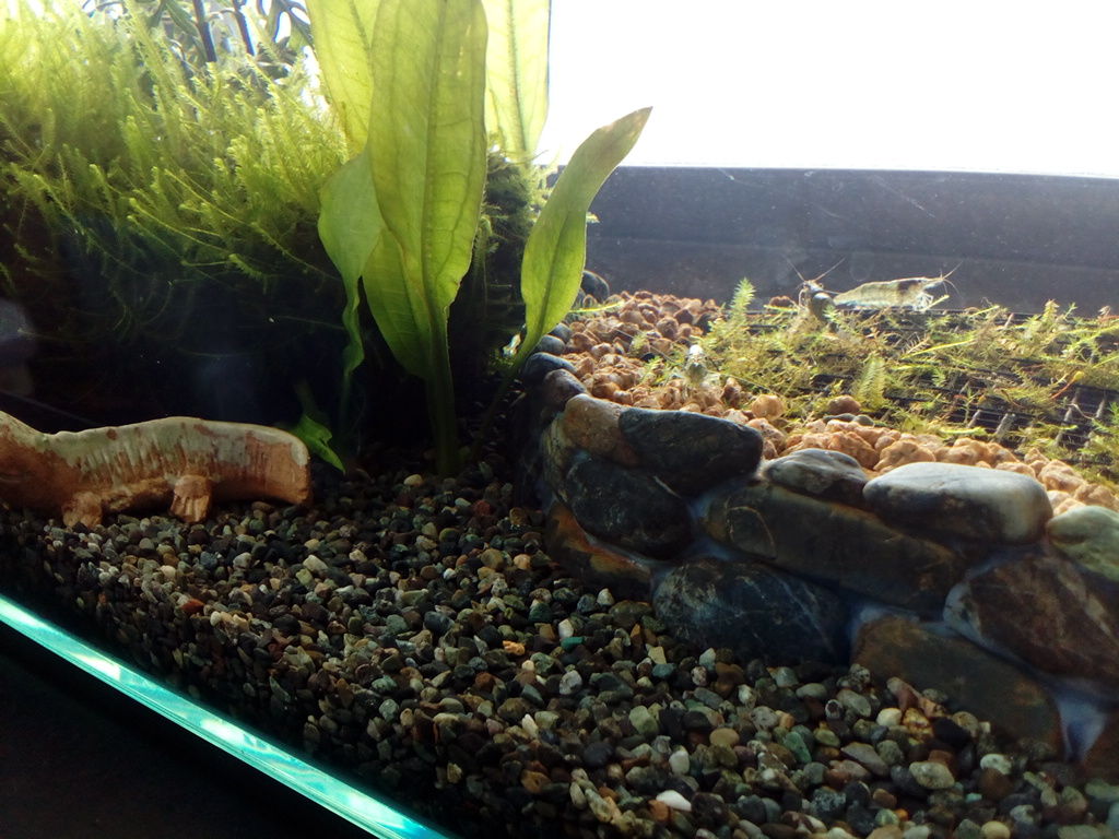 エビのお引越し どじょっこ帳