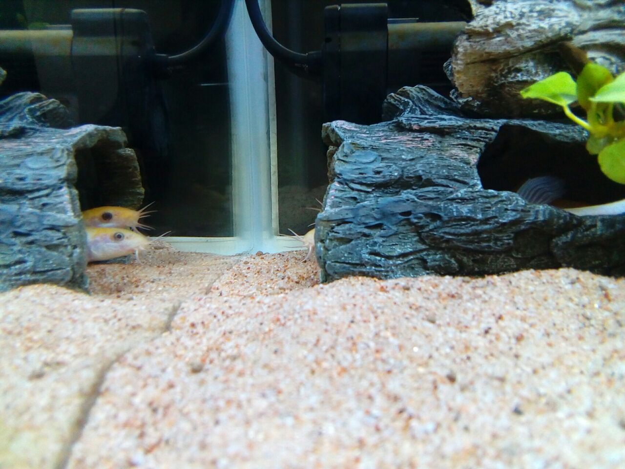 流木のお掃除中 どじょっこ帳