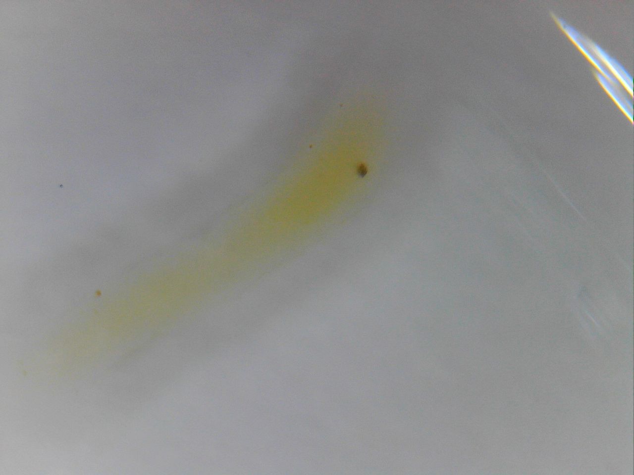 ドジョウの転覆症状 どじょっこ帳