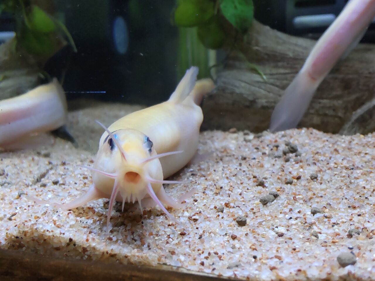 どじょうは石を食べる どじょっこ帳 どじょうは石を食べる どじょっこ帳