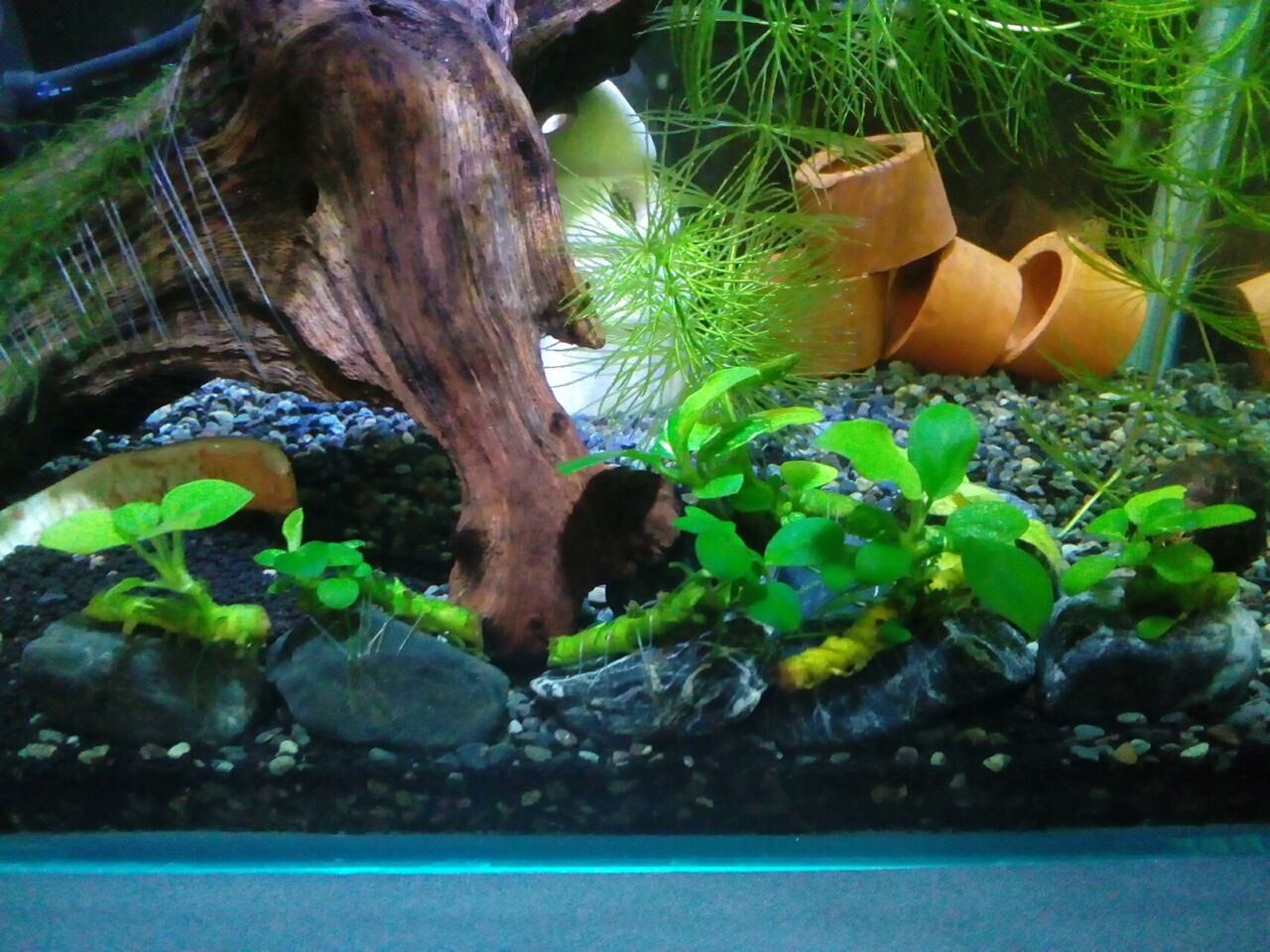 アヌビアスナナの新芽 どじょっこ帳 アヌビアスナナの新芽 どじょっこ帳