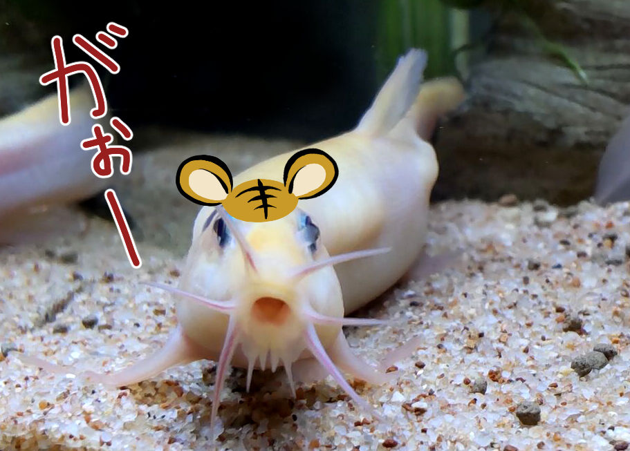 冬のドジョウ達 どじょっこ帳