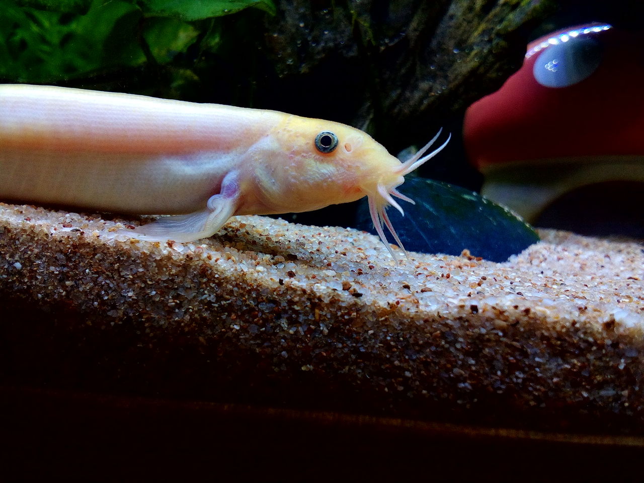 カラドジョウなの どじょっこ帳 カラドジョウなの どじょっこ帳