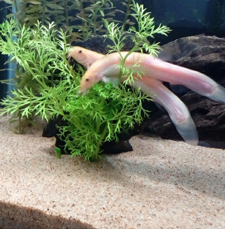 新水槽 どじょっこ帳