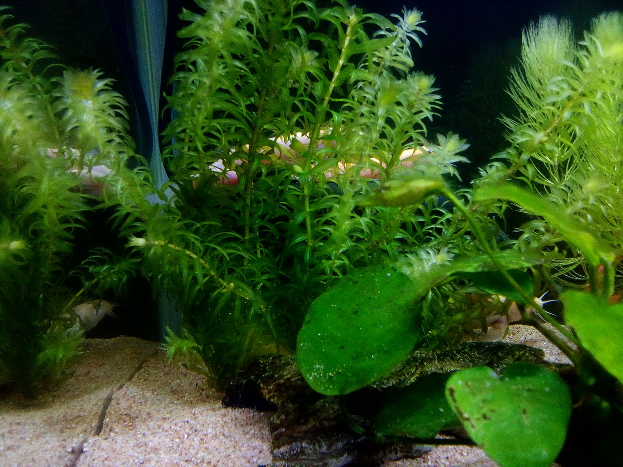 緑の絨毯 どじょっこ帳