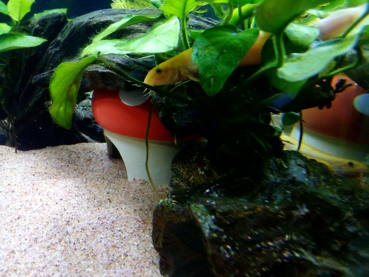 ミナミヌマエビ どじょっこ帳 ミナミヌマエビ どじょっこ帳