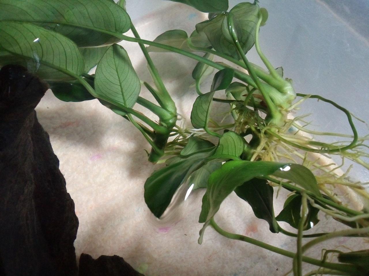 水草その前に どじょっこ帳