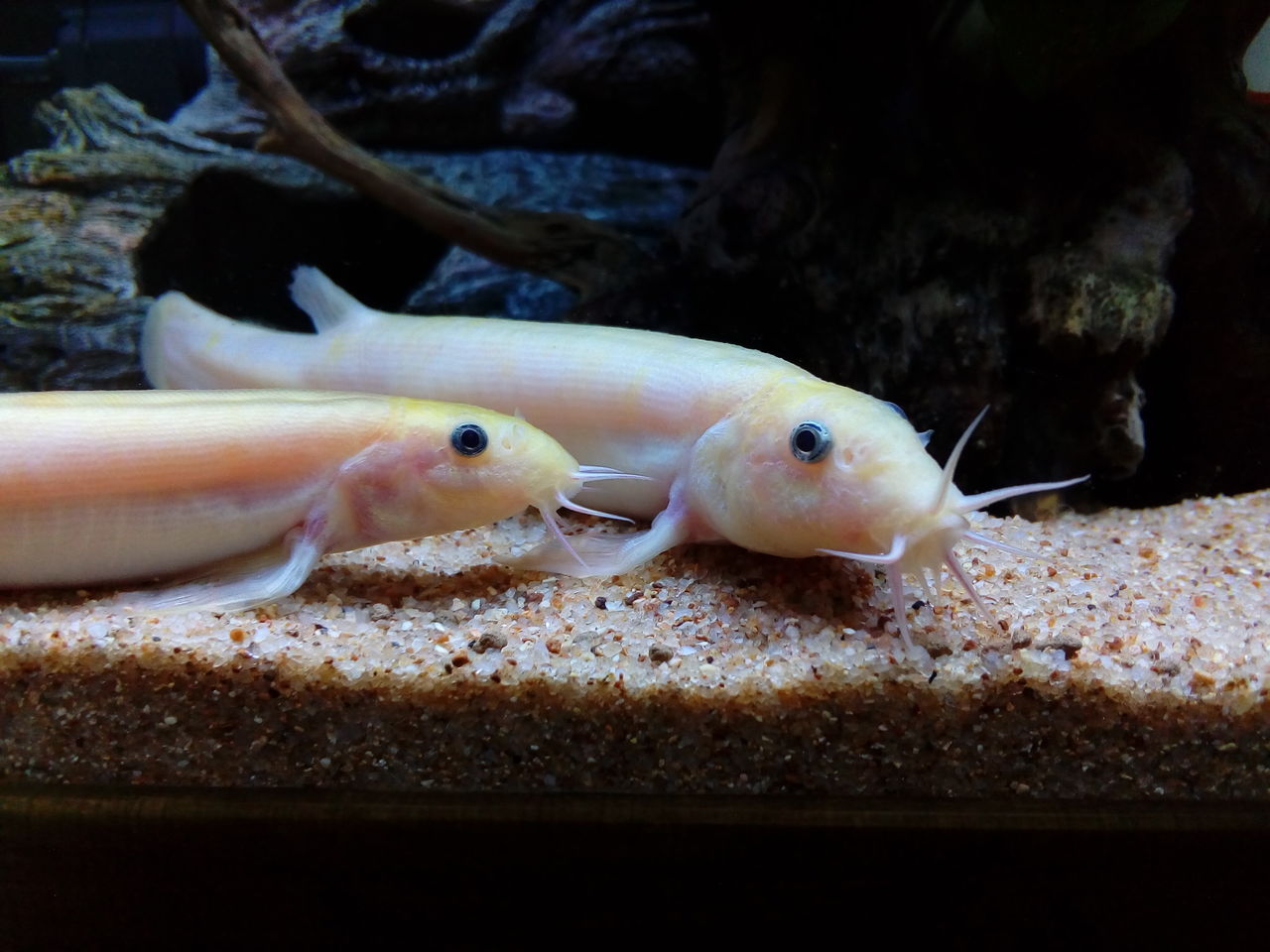 カラドジョウなの どじょっこ帳 カラドジョウなの どじょっこ帳