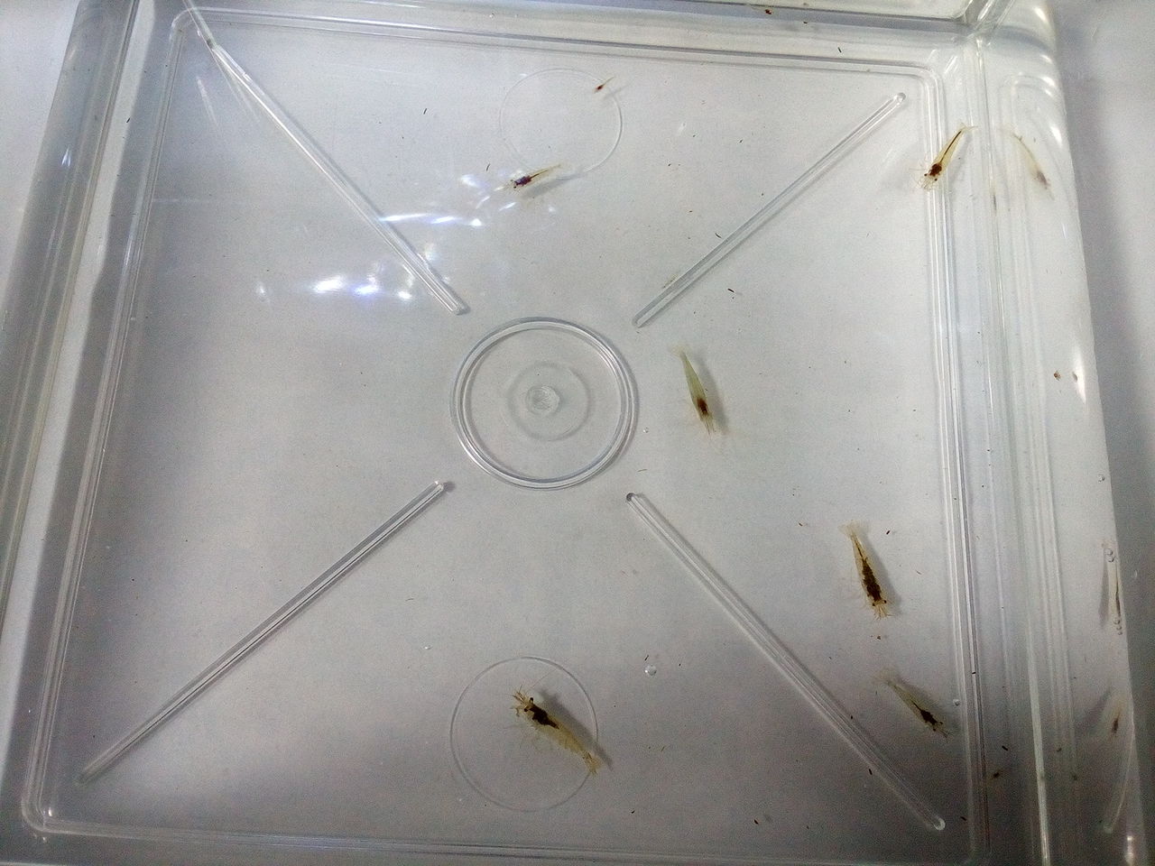 ミナミヌマエビ どじょっこ帳 ミナミヌマエビ どじょっこ帳