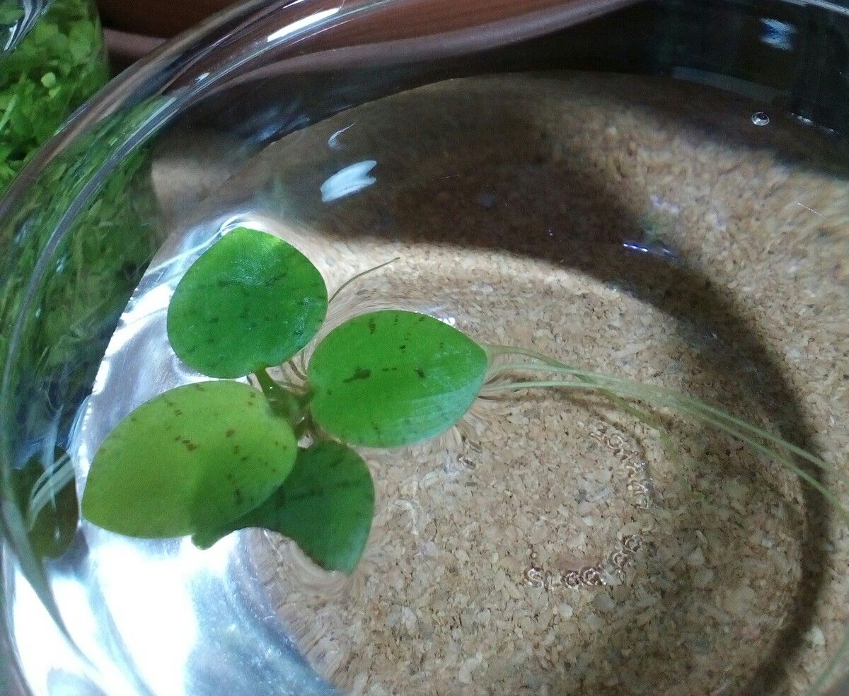 水草その前に どじょっこ帳