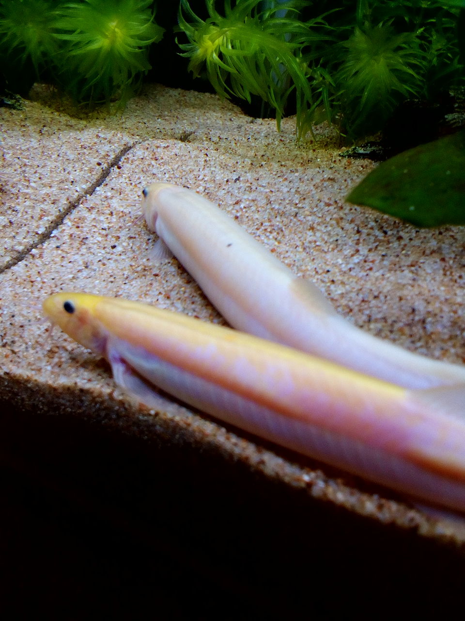 ヒドジョウにホクロ どじょっこ帳