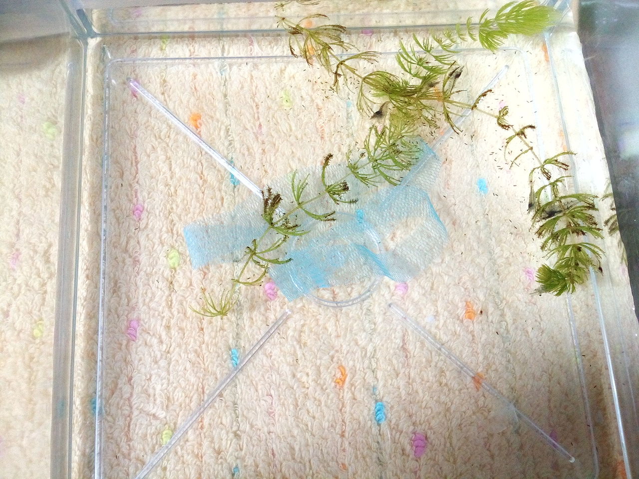 ミナミヌマエビ どじょっこ帳 ミナミヌマエビ どじょっこ帳