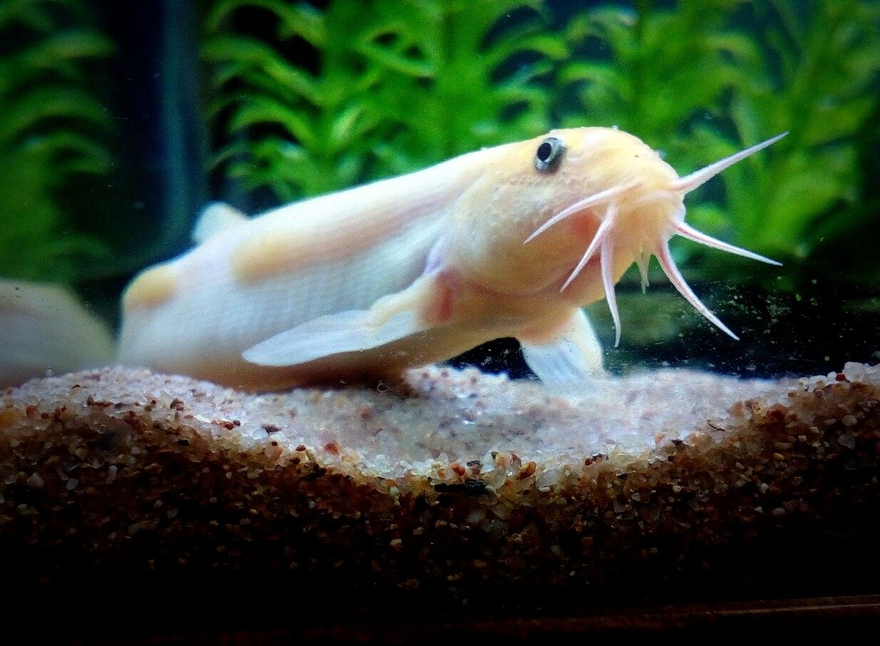 準絶滅危惧種になりました どじょっこ帳