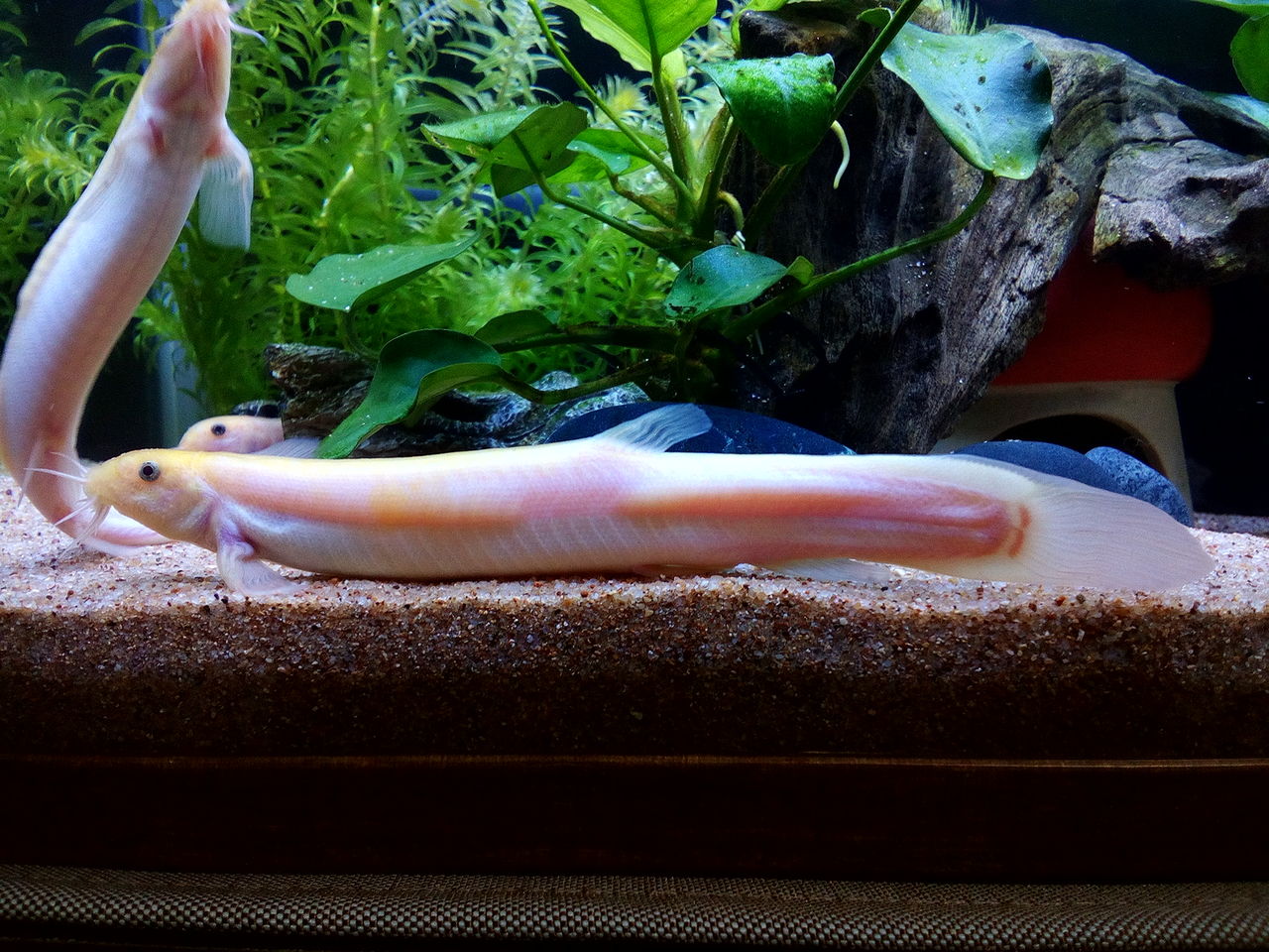 どじょう成長記 17冬 どじょっこ帳 どじょう成長記 17冬 どじょっこ帳