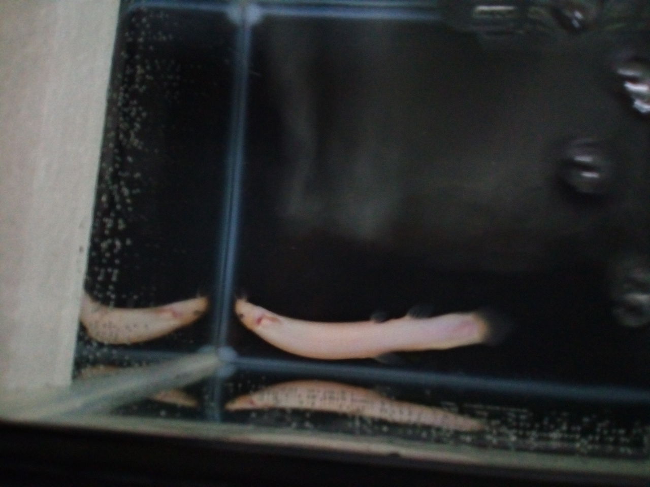 ドジョウの転覆症状 どじょっこ帳