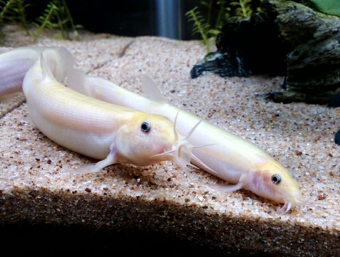 ご飯が待ちきれないドジョウ達 どじょっこ帳