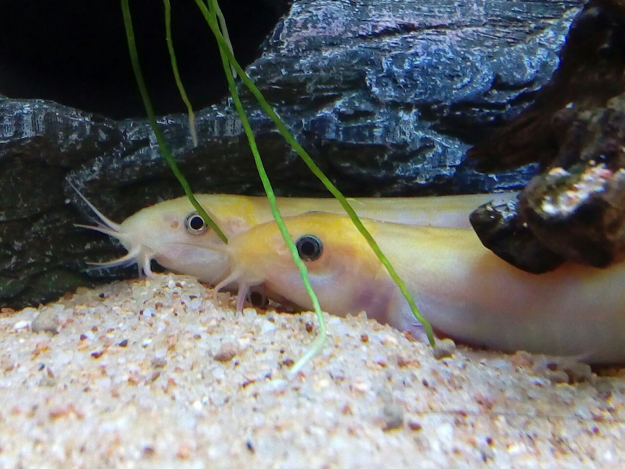 チョロとチョビ助 どじょっこ帳